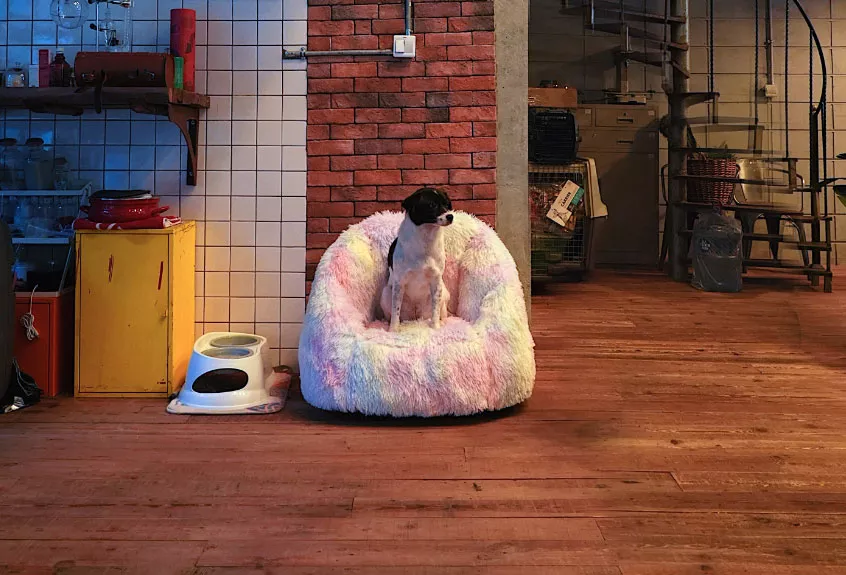 Pet Beds